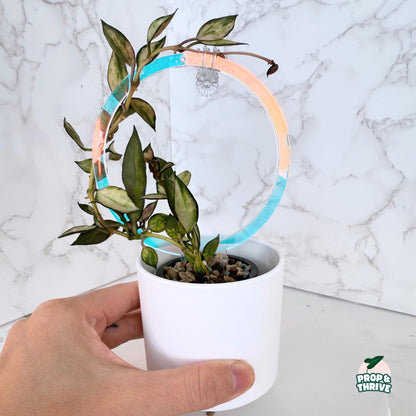 Iridescent Acrylic Round Trellis